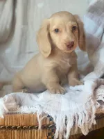 Bella , a female Miniature Dachshund for sale in New York, NY – 5 of 6
