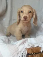 Bella , a female Miniature Dachshund for sale in New York, NY – 4 of 6
