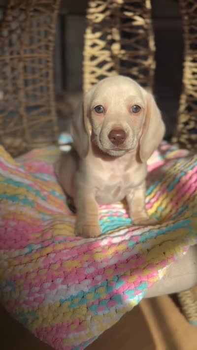 Bella , a female Miniature Dachshund for sale in New York, NY – 6 of 6