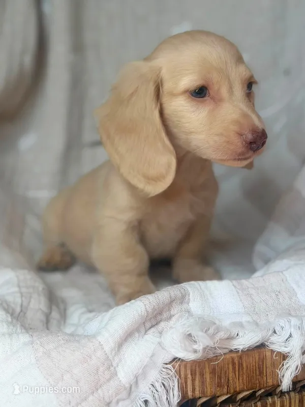 Bella  – Miniature Dachshund puppy for sale in New York, NY