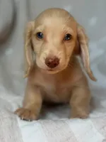 Bella , a female Miniature Dachshund for sale in New York, NY – 3 of 6