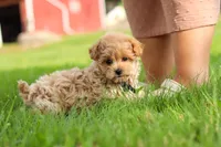 Nash, a male Maltipoo for sale in Dundee, OH – 6 of 9
