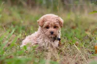 Nash, a male Maltipoo for sale in Dundee, OH – 2 of 9