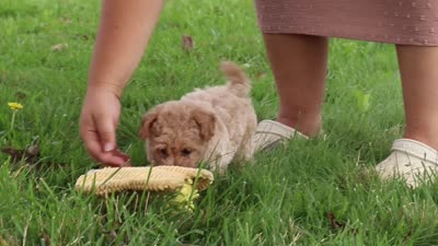 Nash, a male Maltipoo for sale in Dundee, OH – 9 of 9