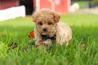 Nash, a male Maltipoo for sale in Dundee, OH – 8 of 9