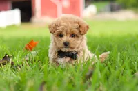 Nash, a male Maltipoo for sale in Dundee, OH – 7 of 9
