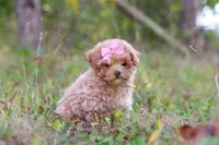 Oakley, a female Maltipoo for sale in Dundee, OH – 5 of 10