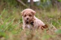 Nash, a male Maltipoo for sale in Dundee, OH – 5 of 9