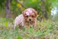 Oakley, a female Maltipoo for sale in Dundee, OH – 6 of 10