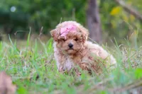 Oakley, a female Maltipoo for sale in Dundee, OH – 2 of 10
