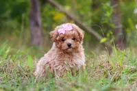 Oakley, a female Maltipoo for sale in Dundee, OH – 7 of 10