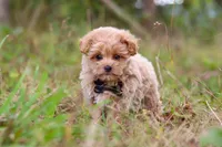 Nash, a male Maltipoo for sale in Dundee, OH – 3 of 9