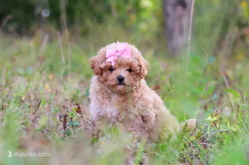 Oakley – Maltipoo puppy for sale in Dundee, OH