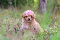 Oakley, a female Maltipoo for sale in Dundee, OH – 1 of 10