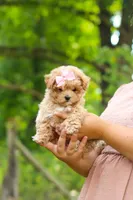 Oakley, a female Maltipoo for sale in Dundee, OH – 8 of 10