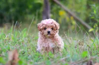 Oakley, a female Maltipoo for sale in Dundee, OH – 3 of 10