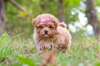 Oakley, a female Maltipoo for sale in Dundee, OH – 9 of 10
