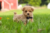 Nash, a male Maltipoo for sale in Dundee, OH – 4 of 9