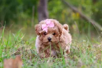 Oakley, a female Maltipoo for sale in Dundee, OH – 4 of 10