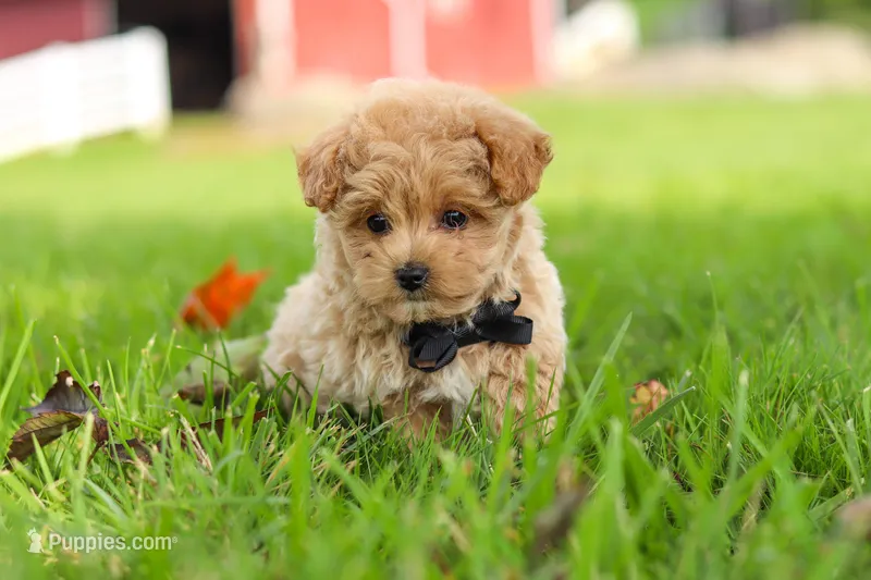 Nash – Maltipoo puppy for sale in Dundee, OH