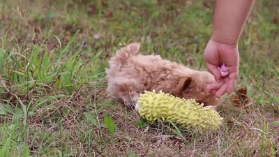 Oakley, a female Maltipoo for sale in Dundee, OH – 10 of 10