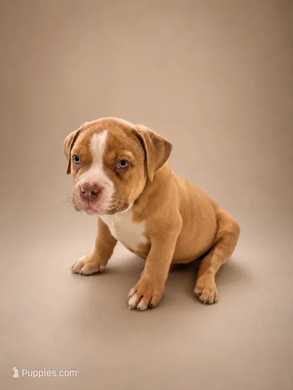 Deuce – American Bully puppy for sale in Atlanta, GA