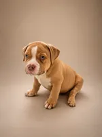 Deuce, a male American Bully for sale in Atlanta, GA – 1 of 4