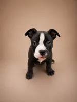 Chanel, a female American Bully for sale in Atlanta, GA – 3 of 4