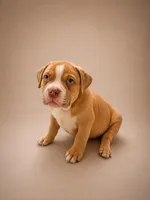 Deuce, a male American Bully for sale in Atlanta, GA – 3 of 4
