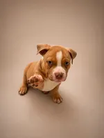 Deuce, a male American Bully for sale in Atlanta, GA – 4 of 4
