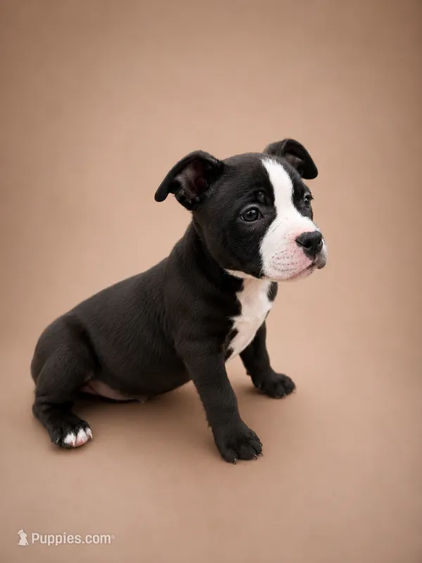 Chanel – American Bully puppy for sale in Atlanta, GA