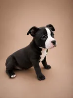 Chanel, a female American Bully for sale in Atlanta, GA – 1 of 4