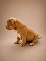Deuce, a male American Bully for sale in Atlanta, GA – 2 of 4