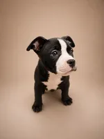 Chanel, a female American Bully for sale in Atlanta, GA – 2 of 4