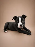 Chanel, a female American Bully for sale in Atlanta, GA – 4 of 4