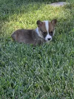America, a female Pembroke Welsh Corgi for sale in Winchester, OH – 3 of 6