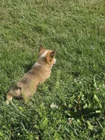 Brave, a male Pembroke Welsh Corgi for sale in Winchester, OH – 3 of 6