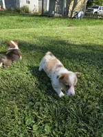 Liberty, a female Pembroke Welsh Corgi for sale in Winchester, OH – 4 of 5