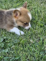Patriot, a male Pembroke Welsh Corgi for sale in Winchester, OH – 3 of 5