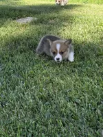 Patriot, a male Pembroke Welsh Corgi for sale in Winchester, OH – 2 of 5