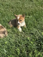 Brave, a male Pembroke Welsh Corgi for sale in Winchester, OH – 4 of 6