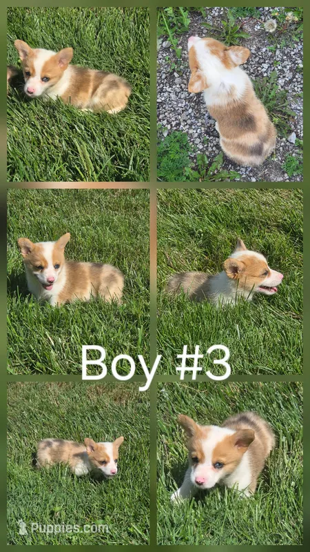 Freedom – Pembroke Welsh Corgi puppy for sale in Winchester, OH