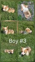 Freedom, a male Pembroke Welsh Corgi for sale in Winchester, OH – 1 of 6