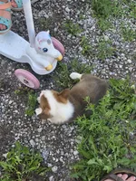 General , a male Pembroke Welsh Corgi for sale in Winchester, OH – 4 of 5