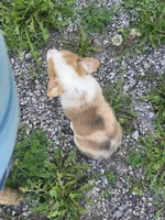 Freedom, a male Pembroke Welsh Corgi for sale in Winchester, OH – 4 of 6