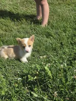 Freedom, a male Pembroke Welsh Corgi for sale in Winchester, OH – 6 of 6