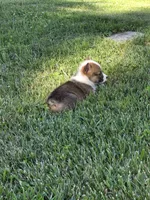 America, a female Pembroke Welsh Corgi for sale in Winchester, OH – 2 of 6
