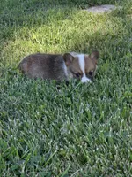 America, a female Pembroke Welsh Corgi for sale in Winchester, OH – 4 of 6