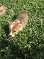 Brave, a male Pembroke Welsh Corgi for sale in Winchester, OH – 2 of 6