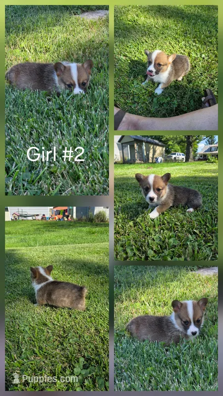 America – Pembroke Welsh Corgi puppy for sale in Winchester, OH